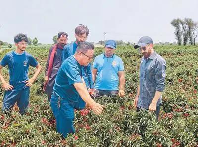 探索辣椒种植新篇章——喜看辣椒丰收新气象