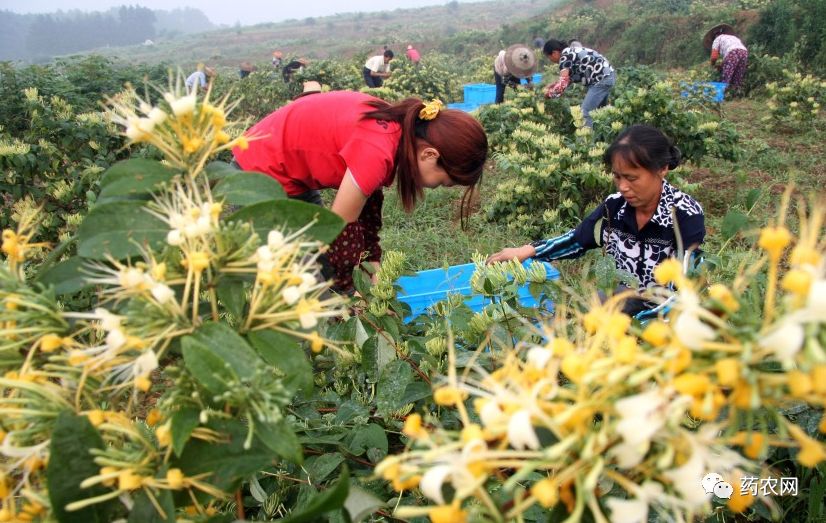 “平邑金银花，春意盎然，价格攀升新篇章”